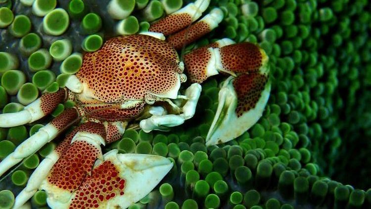 8 Potret Hewan Laut dengan Warna dan Bentuk Memukau