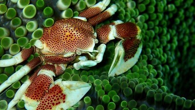 8 Potret Hewan Laut dengan Warna dan Bentuk Memukau