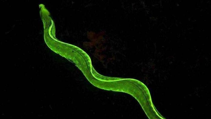 8 Potret Hewan Laut dengan Warna dan Bentuk Memukau