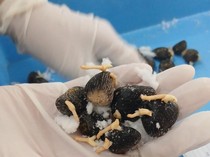 95.400 Benih Sawit Diekspor ke Peru, Karantina Sumsel Perketat Pemeriksaan