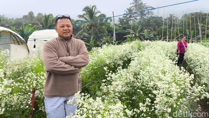 Bopak di tengah perkebunan bunga pikok miliknya
