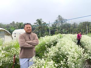 Kisah Bopak, Ubah Kebun Bunga Pikok di Kuningan Jadi Sumber Cuan