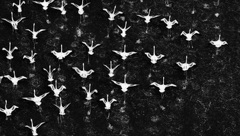 Karya Holly Kirkland. Difoto di atas Danau Magadi, flamingo-flamingo terbang, tubuh mereka membentuk garis diagonal yang longgar di atas air yang gelap. Saat terbang, kawanan flamingo menjadi sebuah studi tentang ritme—sayap-sayapnya menangkap cahaya dalam interval singkat yang bergantian melintasi bingkai. Gerakan menjadi pola, yang ditampilkan dalam kontras yang mencolok dari udara. Foto: Exposure One Awards Black & White Nature Photography