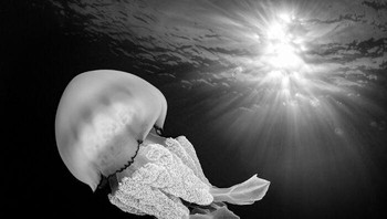 Karya Patrick Desormais Foto: Exposure One Awards Black & White Nature Photography