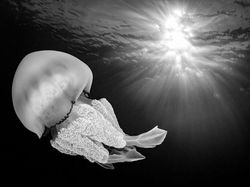 Jawara Kontes Foto Hitam Putih yang Bikin Mata Tak Berkedip