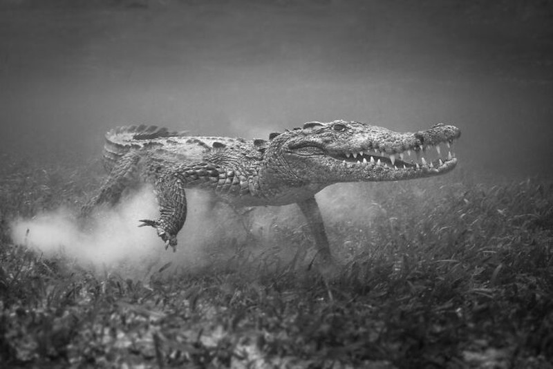 Foto Kontes Hitam dan Putih