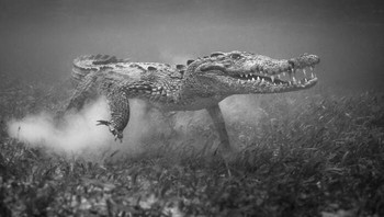 karya Rick Beldegreen difoto di Banco Chinchorro, Meksiko, yang terletak 25 mil di lepas ujung tenggara Meksiko di Karibia. Foto: Exposure One Awards Black & White Nature Photography