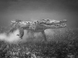 Jawara Kontes Foto Hitam Putih yang Bikin Mata Tak Berkedip