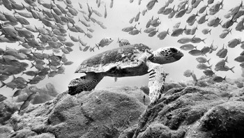 Karya Dirk Pendzialek Foto: Exposure One Awards Black & White Nature Photography