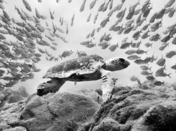 Jawara Kontes Foto Hitam Putih yang Bikin Mata Tak Berkedip