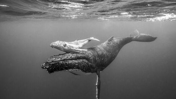 Karya Zach Parker Foto: Exposure One Awards Black & White Nature Photography