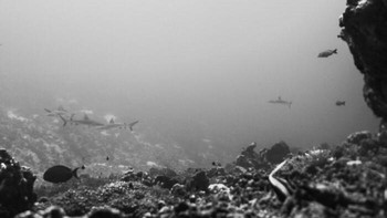 Karya Ronja Arnold. Foto: Exposure One Awards Black & White Nature Photography