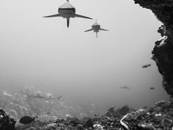 Jawara Kontes Foto Hitam Putih yang Bikin Mata Tak Berkedip