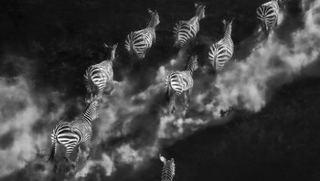 Karya Holly Kirkland. Sebuah momen dari udara yang memperlihatkan kawanan zebra yang bergerak, menciptakan jalur sementara di tengah debu dan bayangan. Dalam warna hitam putih, garis-garis dan debu mereka berubah menjadi pola murni—geometri naluriah, cepat berlalu dan liar. Inilah bentuk pelarian, difoto dari helikopter pada jarak yang tepat. Kenya 2025. Foto: Exposure One Awards Black & White Nature Photography