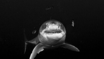 Karya Gerardo Del Villar. Difoto di perairan dalam lepas pantai Isla Guadalupe, seekor hiu putih besar mendekat dari depan, dibingkai oleh ikan pilot bergaris. Foto: Exposure One Awards Black & White Nature Photography