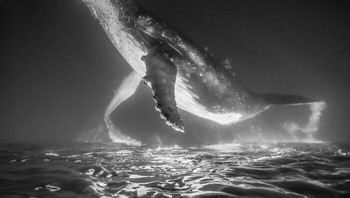 Karya Zach Parker. Sebuah gambar yang telah saya balik, sehingga tampak seolah-olah paus bungkuk ini lepas landas dari permukaan air dan menuju ke luar angkasa.” Foto: Exposure One Awards Black & White Nature Photography