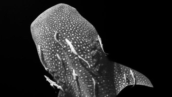 Karya Fabi Fregonesi Foto: Exposure One Awards Black & White Nature Photography
