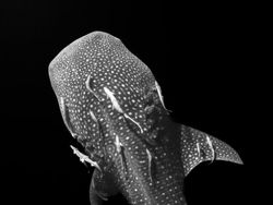 Jawara Kontes Foto Hitam Putih yang Bikin Mata Tak Berkedip