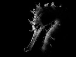 Jawara Kontes Foto Hitam Putih yang Bikin Mata Tak Berkedip