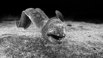 Karya Fabi Fregonesi Foto: Exposure One Awards Black & White Nature Photography