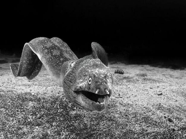 Jawara Kontes Foto Hitam Putih yang Bikin Mata Tak Berkedip