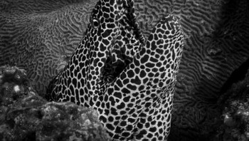 Karya Francesco Negri Foto: Exposure One Awards Black & White Nature Photography