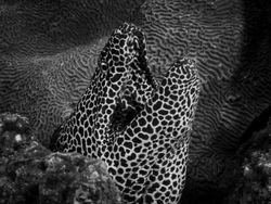 Jawara Kontes Foto Hitam Putih yang Bikin Mata Tak Berkedip