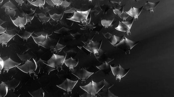 Karya Emily Krakoff Foto: Exposure One Awards Black & White Nature Photography