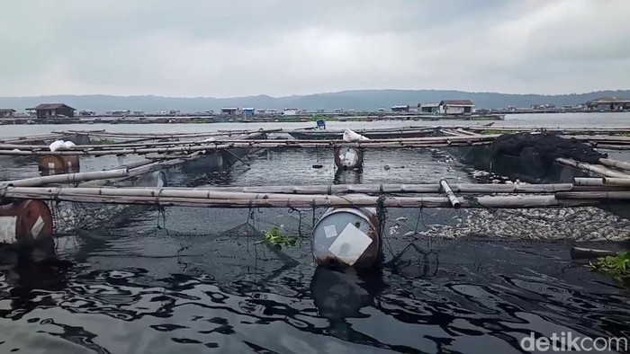 Ikan mati massal di Waduk Jatiluhur, Purwakarta diduga karena fenomena upwelling atau umbalan