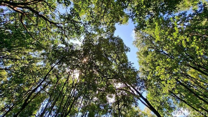 Diplomasi Hijau di Tengah Risiko Global