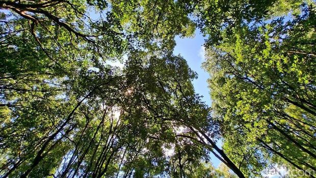 Kawasan Konservasi Mangrove dan Bekantan (KKMB) Hiruk pikuk aktivitas perkotaan seringkali membuat penat. Namun, warga maupun wisatawan di Kota Tarakan, Kalimantan Utara tak perlu pergi jauh untuk mencari ketenangan. Kawasan Konservasi Mangrove dan Bekantan (KKMB) hadir sebagai oasis hijau di tengah kota yang menawarkan udara segar sekaligus wisata edukasi satwa endemik.