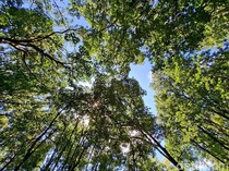 Diplomasi Hijau di Tengah Risiko Global