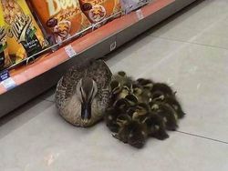 Mood Booster! 8 Momen Lucu Hewan yang Siap Mencerahkan Harimu