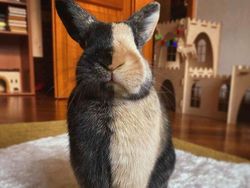 Mood Booster! 8 Momen Lucu Hewan yang Siap Mencerahkan Harimu