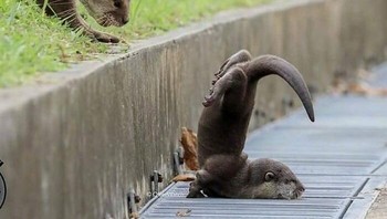 Berang-berang yang diatas terlihat mukanya sangat kaget melihat temannya yang tersungkur.  Foto: Dok. Boredpanda