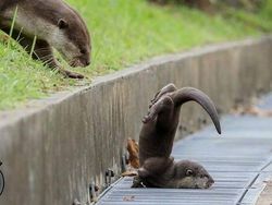 Mood Booster! 8 Momen Lucu Hewan yang Siap Mencerahkan Harimu