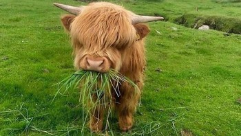 Sapi Highland ini terlihat sangat menikmati makanannya, gaya rambutnya yang berantakan membuatnya tampak seperti Emo Cow yang sedang asyik mengunyah rumput hijau dengan lahap. Foto: Dok. Boredpanda