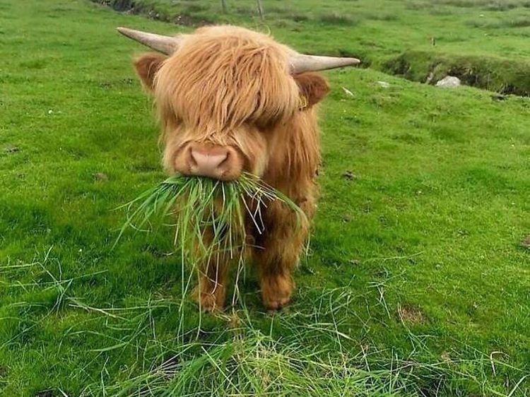 Mood Booster! 8 Momen Lucu Hewan yang Siap Mencerahkan Harimu