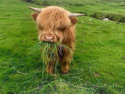 Mood Booster! 8 Momen Lucu Hewan yang Siap Mencerahkan Harimu