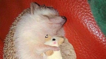 Karena setiap makhluk hidup berhak memiliki barang kesayangan, seperti landak kecil ini tidur sambil memeluk boneka replika dirinya sendiri. Tidur siangnya terlihat sangat nyenyak dan penuh kedamaian.  Foto: Dok. Boredpanda