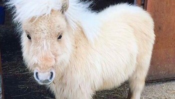 Perkenalkan Teddy, kuda Shetland mungil dengan rambut putih yang sangat mekar dan fluffy. Penampilannya yang kecil dengan kaki pendek dan rambut jabrik ini membuatnya terlihat lebih mirip boneka daripada kuda sungguhan. Foto: Dok. Boredpanda