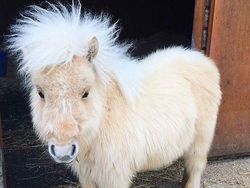 Mood Booster! 8 Momen Lucu Hewan yang Siap Mencerahkan Harimu