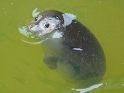 Mood Booster! 8 Momen Lucu Hewan yang Siap Mencerahkan Harimu