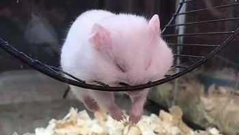 Tidak ada yang lebih menenangkan daripada melihat seekor hamster putih mungil yang sedang menikmati mimpi indah sambil bersandar di roda putarnya. Tubuhnya yang bulat dan pipinya yang gembul membuatnya tampak seperti gumpalan kapas yang sedang beristirahat. Foto: Dok. Boredpanda