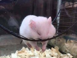 Mood Booster! 8 Momen Lucu Hewan yang Siap Mencerahkan Harimu