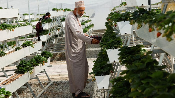 An Omani boy picks strawberries at the opening of 