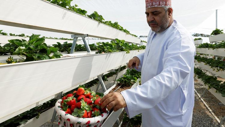 Petani Palestina Buka Agrowisata Strawberry Garden di Oman