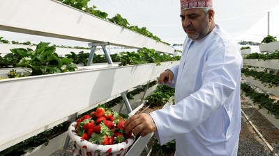 Petani Palestina Buka Agrowisata Strawberry Garden di Oman