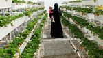 Petani Palestina Buka Agrowisata Strawberry Garden di Oman