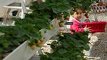 Petani Palestina Buka Agrowisata Strawberry Garden di Oman